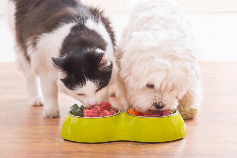 Schema de mancare pentru caini si pisici: schimbarea hranei la caini si pisici